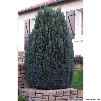 Кипарисовик Элвуди - Ellwoodii