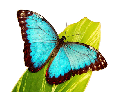 Голубой морфо размах крыльев 13-15 см.