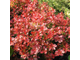 Барбарис Тунберга Coral