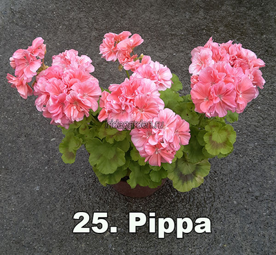 Пеларгония Pippa