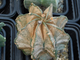 Astrophytum capricorne v.major PP - 10 семян