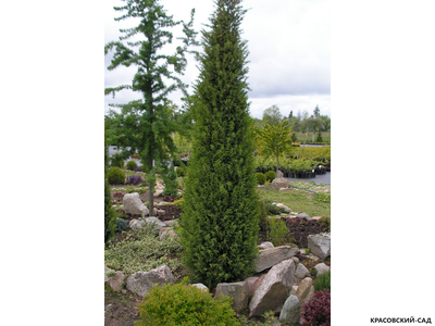 Можжевельник обыкновенный Суецика