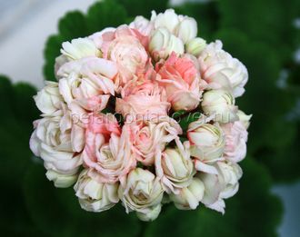 Fischers Appleblossom - пеларгония розебудная (розоцветная) - описание сорта, фото - купить в Перми