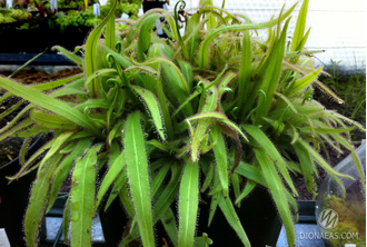 Drosera Adelae