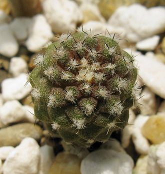 Copiapoa hypogea WM 148