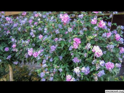 Гибискус Арденс - Ardens