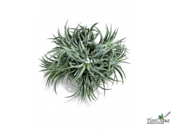 Тилландсия Ionantha bravo clump