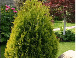 Туя западная Sunkist, C10