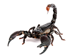 Азиатский лесной скорпион (Heterometrus spinifer)