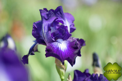 ИРИС БОРОДАТЫЙ "ВИННЕР СЕКЛ" (80 см)