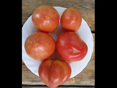 Томат Купола Вологодской Софии