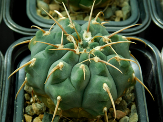 Gymnocalycium vatteri  VG-415 (1 колючка) - 10 семян