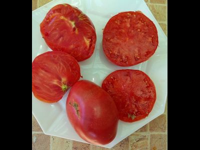 Томат Дедушка Эшлок (Grandfhater Ashlock)