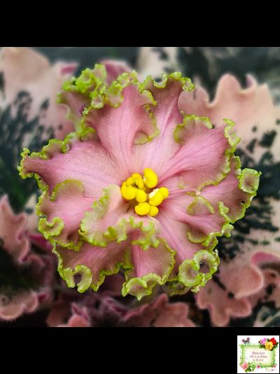 МТ-Пески Времени (М. Тотиева) 2022 г.