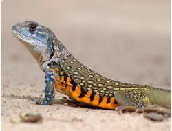 Агама-бабочка обыкновенная (Leiolepis belliana)