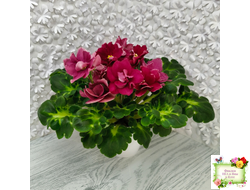 ВаТ-Супер Мама (Т.Валькова) 2020 г.