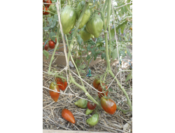 Томат Кубинский перцевидный