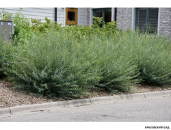 Ива пурпурная Нана - Nana