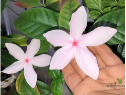 Копсия Фрутикоза / Kopsia fruticosa