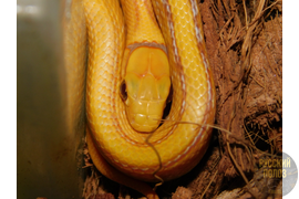 Лучистый полоз, Coelognathus radiata, Elaphe radiata, лучик