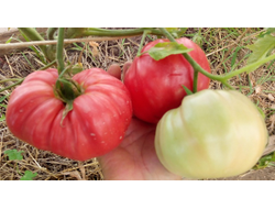 Томат Дакоста португальская (DaCosta's Portuguese)