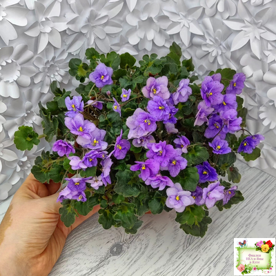 Skagit Victory Trails (W. Lindstrom)  (5659) 01/30/1984 трейлер