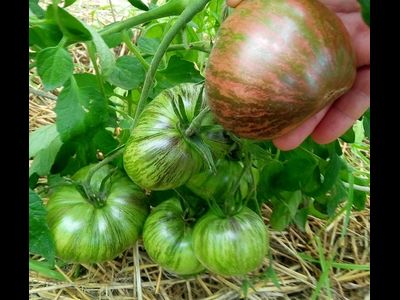 Томат Rebel Starfighter Prime (Мятежный звездный истребитель)