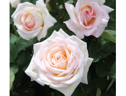 Жарден де Багатель ( Сады Багатель, Jardins de Bagatelle), Грандифлора, Meilland