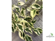 Ficus Benjamina De Gantel  Big leaf / фикус Бенджамина Де гантель крупный лист