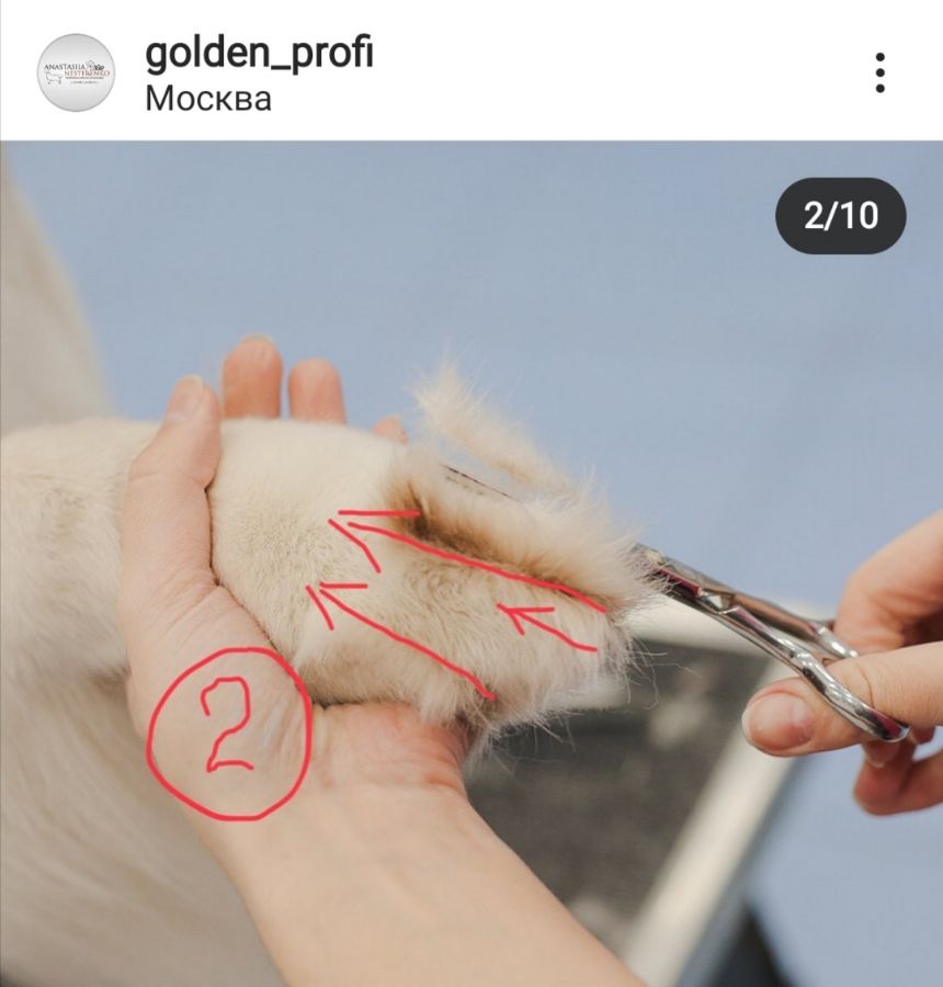 Стрижка передних лап - этап 2