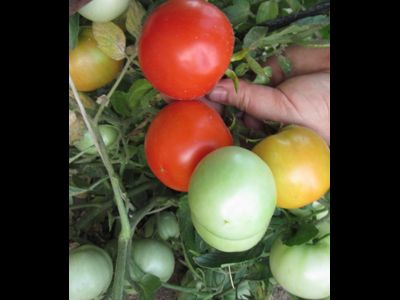 Томат Сибиряк