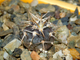 Gymnocalycium spegazzinii VG-577 (D=12-15мм)