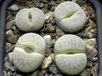 Lithops pseudotruncatella ssp.archerae С306