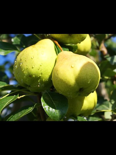 Москвичка (груша), 1-2год, ЗКС