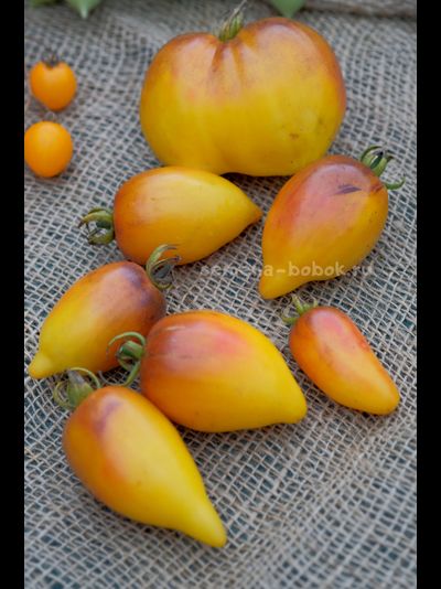 Томат Персик Каплевидный, 10 шт