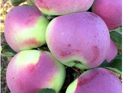 Приокское (яблоня)