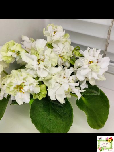 DS-Прекрасное Далеко (Dimetris) 2021 г.