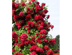 Орфео   (Orfeo)   клаймбер. Jan Leenders