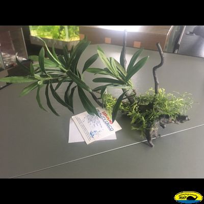 A8011604 Декор Растение на коряге