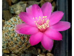 Sulcorebutia pedroensis HS 76A - 5 семян