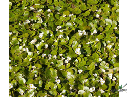 Водокрас обыкновенный - Гидрохарис