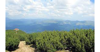 Сосна горная (Pinus mugo) 30 мл - 100% натуральное эфирное масло