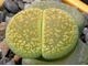 Lithops aucampiae 'Betty's Beryl' (MG-1550.993) D=10 mm