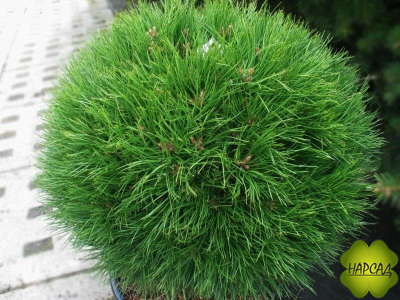 СОСНА НА ШТАМБЕ "ВАРЕЛЛА" (штамб 70 см)