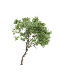 лиственные Акация смешанная Acacia confusa 01 04