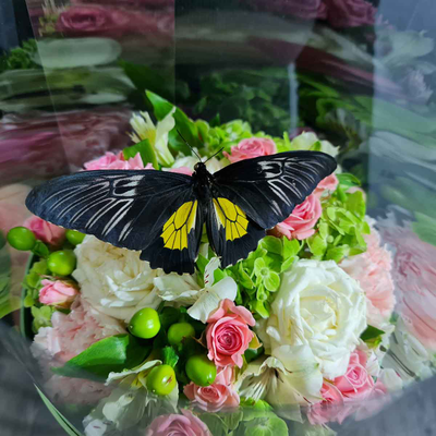 Букет в коробке с бабочкой №112