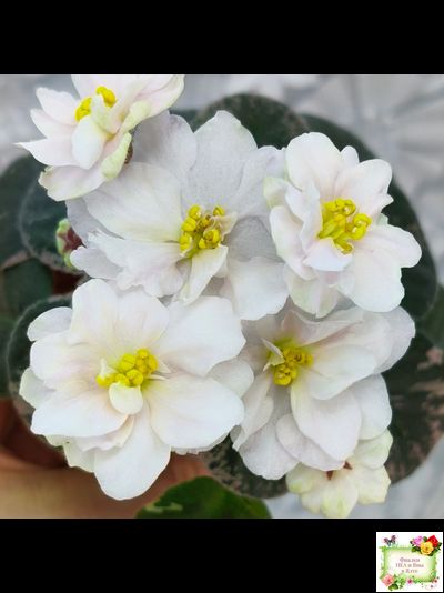 Golden Eye (S. Sorano)