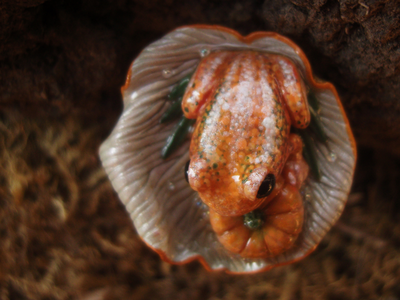 Кольцо с лягушкой "Принцесса Тыковка, наследница Урожайных Полей"