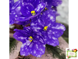 Rivermist Heavenly (J. Baker) (10985) NEW 05/21/2018