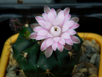 Gymnocalycium damsii ssp.evae v.boosii STO 1711 - 5 семян